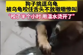 狗子挑逗乌龟被乌龟咬住舌头不放嗷嗷惨叫@DOU+小助手