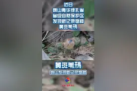 #大理 巍山发现新纪录物种，你认识它吗？ @抖音短视频视频封面