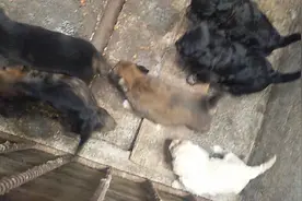 都说好汉不吃六月狗，今天晚上尝试一下，搞一只小奶狗视频封面