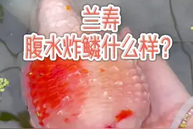 兰寿腹水炸鳞什么样？#兰寿 #养鱼日记 #兰寿金鱼 #金鱼 #鱼儿水中游 #炸鳞 #炸鳞腹水 #养鱼 #鱼