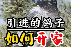 引进的成鸽，如何开家。这也是老生常谈的一个问题，大家留言问的最多的。一起来看吧。#信鸽赛鸽 #赛鸽 #种鸽 #幼鸽 #职业赛鸽 