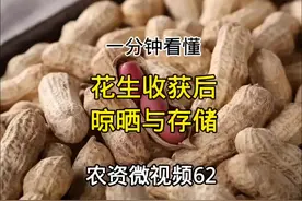 农资微视频62：一分钟看懂花生收获后晾晒与存储。#收花生的季节