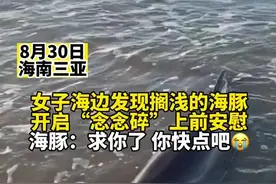 8月30日海南三亚，女子海滩遇搁浅海豚，开启“碎碎念”安慰。海豚：求你了，你快点吧！😭视频封面