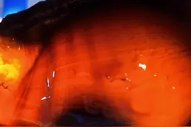 #小七歌 鲨鱼卵孵化，视频最后有一只斑马鳗鱼，长得丑谨慎观看。#宅家抖出美好生活 #鲲天下