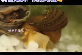 科普一下蚂蝗也就是水蛭是如何吃饭猎食螺类的，每年的四月又是人类吃螺蛳的季节#热门 #蚂蝗 #奇妙的动物 #生活