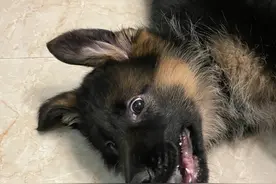 评论区让我康康你家狗翻白眼什么样的#德牧 #傻狗的日常视频封面