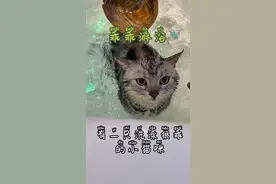 有一只洗澡很乖的小猫咪是种什么样的体验～