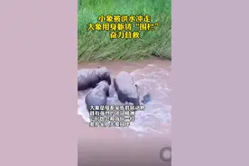 被我们云南的大象暖到了！洪流中大象奋不顾身解救小象。#大象视频封面