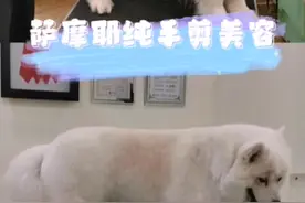 天将降大任于斯人也，必先纯手剪一只萨摩耶。🤣🤣#萌宠 #萨摩耶 #宠物美容培训 #宠物美容 #长沙 视频封面