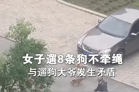 女子遛8条狗不牵绳，与大爷发生争执后，连打带踢还脱下鞋子打老人。视频封面