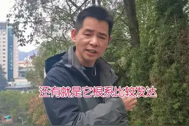 为什么在陵墓陵园周边都要种松柏树？#知识分享 #知识科普 #遵义凤凰山公园 #贵州美好推荐官 #松柏树 
