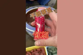 外观奇丑无比，打开之后的千眼菩提是什么样子？#千眼菩提 @DOU+小助手视频封面