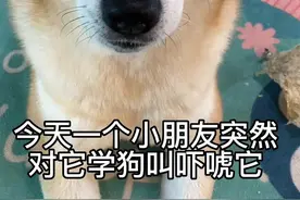 平时教育它不要乱叫，今天到被一个小朋友突然恶作剧学狗叫吓唬它，吓得它差点坐个屁墩🥲#狗狗说话#柴犬视频封面