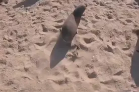 【塑战速决】23-万物皆有灵—被解救的小海狮久久不愿离去#拒绝塑料垃圾#海洋垃圾#塑料污染#保护海洋动物视频封面