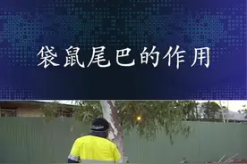都是两条腿走路，为什么你就可以随身带把凳子，袋鼠老兄不讲武德 #萌宠出道计划  #袋鼠拳王   @抖音短视频