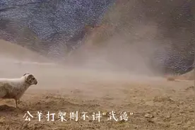 有句古语叫物竞天择，适者生存，公羊为了显示自己的“能耐视频封面