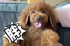 #胖子都是潜力股 在我们东北肚子上那坨肉叫囊囊踹！这种身材叫猪肉绊子！@DOU+小助手视频封面