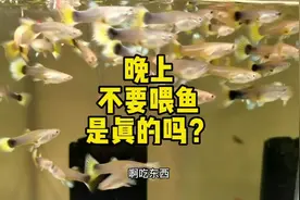 #上热门🔥 晚上喂鱼要注意什么？这二点是关键#孔雀鱼 #红虫喂鱼