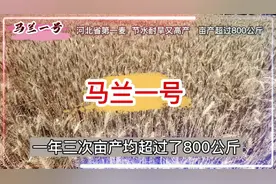 马兰一号，河北省第一个亩产超过800公斤的小麦品种#马兰一号视频封面