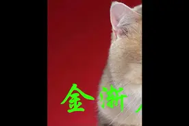 金渐层毛色色号怎么区分？（343）#金渐层 #英短金渐层 #买猫
