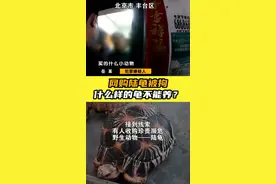 北京两名男子竟然在家里养“陆龟”，见到民警后傻眼了 #国家保护动物 #科普视频封面