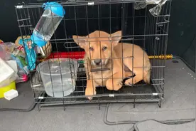 小灰灰去粉丝家，纯种土狗里的巨无霸，二个月半15斤#中华田园犬