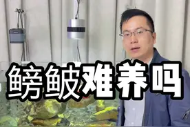 抓来的四百条鳑鲏饲养需要注意些什么，温度，喂食都该怎么控制呢？真的有大家说的那么难养吗？#养鱼 #鱼缸 #鳑鲏 @抖音短视频 视频封面