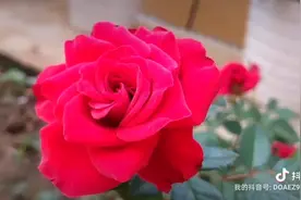 等到树叶泛了黄…，这首歌女生版更好听！#我的花花草草🌸🌸