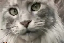 长得像易烊千玺？拿来吧你视频封面