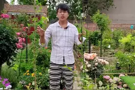 这2个茉莉花品种可以长成大树，一棵就能长3米高，养成树状茉莉也不错视频封面