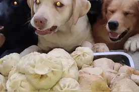 今天给狗狗做的猪肉白菜馅包子，还有鸡腿哦，一起吃的饱饱哒😄！谢谢姨姥姥们请狗狗吃鸡腿😄#萌宠出道计划 视频封面
