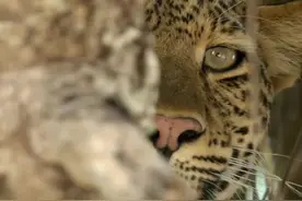 世界上最怪异的动物，霍加狓是长颈鹿唯一的近亲，舌头很长可以触及并清洁眼睛和耳朵，目前是濒危物种  #奇怪的动物