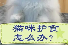 #养猫养猫 #猫 #萌宠 @抖音短视频 猫咪护食你这么做 再也不用担心它呜呜叫了