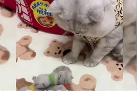 猫爸知道母猫生的是自己的孩子吗？#养宠进阶指南 #喵喵教视频封面