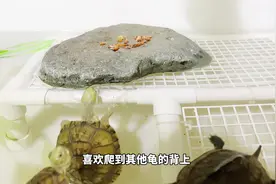 乌龟为什么喜欢叠罗汉#养龟日常 #十二又的龟派气功 #养龟人视频封面