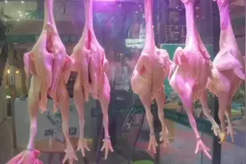 是不是文昌鸡就看它带不带专属“戒指”，[呲牙] 诚心出售