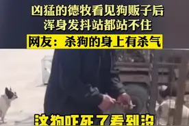 凶猛的德牧看见狗贩子后，浑身发抖站都站不住视频封面