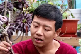 海棠裸根苗，用对方法栽种，成活开花也是很简单的！视频封面