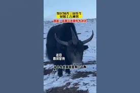 牧民饲养三角牦牛宛如上古神兽，网友：头顶三叉戟牛气冲天 #神奇动物在抖音 #大千世界无奇不有 #开眼界了 @德青叔叔🍁