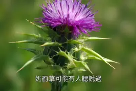 奶蓟草-九大肝脏保护功效，醒酒草本，护肝良方，肝脏的保护神！