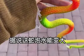 泡水就能变大6倍的蛇，72小时后会发生啥？#沙雕 #迷惑行为大赏 #神奇玩具 #玩具