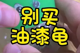 帮小乌龟去除龟壳上的油漆#巴西龟#小姜是兽医 #萌宠出道计划