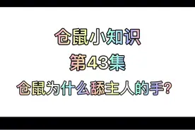 仓鼠小知识第43集：仓鼠为什么舔主人的手？#仓鼠 #仓鼠日常 #仓鼠宝宝 视频封面