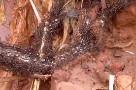 百万蚂蚁以血肉之躯，搭建出一座“蚁桥”！