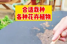 不用花钱买赤玉土，煤球渣养花疏松透气营养多#分享养花经验 #养花小知识 #家庭养花视频封面