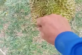 你知道为什么摘之前都要敲几下吗？#榴莲 #榴莲爱好者 #榴莲控 #开榴莲 #金枕榴莲