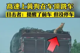 高速上一条黄狗逃出牢笼，站在车顶颤颤巍巍的跳车，后边司机目击者正好拍下惊险一幕#狗#高速视频封面