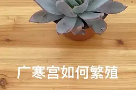 #多肉#多肉植物 悄悄的告诉你们还有一种繁殖方式，长出花箭授粉播种，但是花箭要三年才能长出来！@抖音短视频视频封面