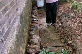 端午节用雄黄加酒洒屋前屋后驱蛇已经成为一种习俗视频封面