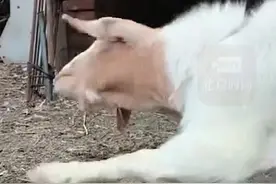 10月1日，辽宁铁岭，#羊学狗叫和同伴吵架 ，主人：连动作都像狗，太逗了。视频封面